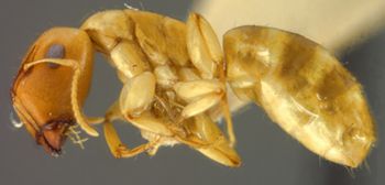 Media type: image; Entomology 21565   Aspect: habitus lateral view